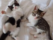 BKH Mix Kitten suchen ein neues Zuhause - Rosenheim