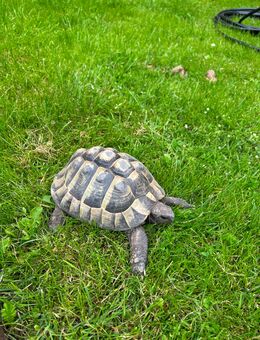 Griechische Landschildkröte - Norden