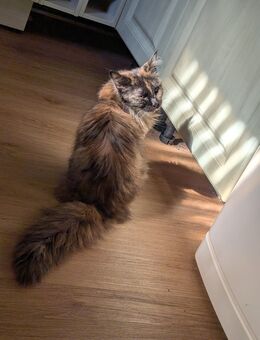 Main Coon Mädel - Aschersleben