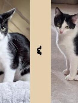 Enya u. Eleni - Schwielowsee