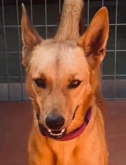 lieber Goku, ca. 43 cm hoch - Breckerfeld (Hansestadt)