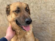 Fred - hat Traumhund-Potenzial - Löwenberger Land