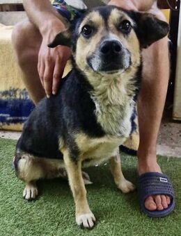 Muffin möchte aus dem Shelter geholt wer - Koblenz