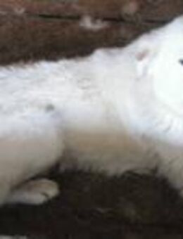 Snow sucht ein liebevolles Zuhause - Blankenheim (Nordrhein-Westfalen)