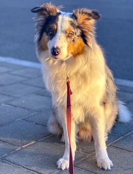 Alfred - Australian Shepherd - 2 Jahre - Tierhilfe Franken - Lauf (Pegnitz) Zentrum