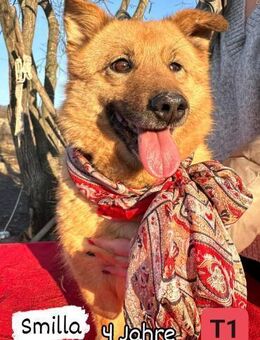 Smilla - die Puschelmaus - Willich