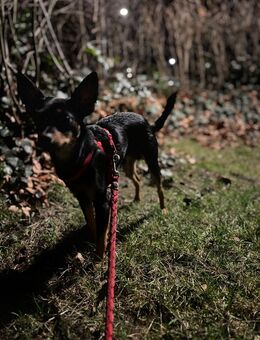 Zwergpinscher Mix Rüde - liebevoller Familienhund - Marl (Nordrhein-Westfalen)