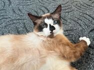 Liebevolle Ragdoll-Katze Mina sucht ein sicheres Zuhause - Dieburg Zentrum