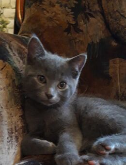 Russisch blaue Bkh Mix KITTEN - Gerach (Bayern)