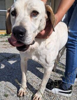 Moises zu zu allen Menschen freundlich - Donaueschingen