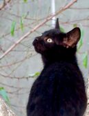 Katerchen/Kitten zu vermitteln in 19395