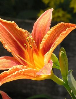 Taglilie Blüte orange gelb - Hamburg Wandsbek