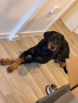 Big sucht dringend ein neues zuhause - Braunschweig