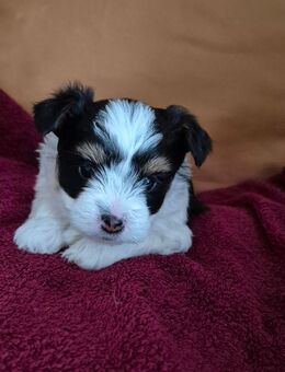 Biewer yorkshire terrier - Medebach (Hansestadt) Zentrum