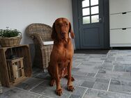 Wurfankündigung - Magyar Vizsla Welpen - Südliches Anhalt