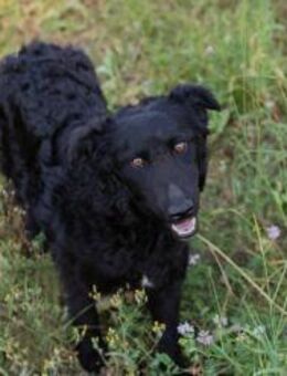 KESHA - mit Freude jeden Tag genießen - Overath