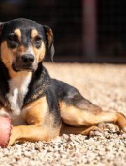 Lilia ruhige Hündin sucht ihr Zuhause - München