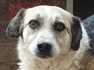 Emma-süße Hundedame 9 Jahre 45-50 cm - Rösrath