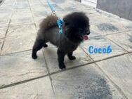 Coco6 ist ein Traumhund 09 /19 DE PS - Ruppertsecken