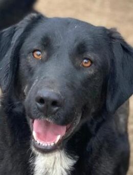 Panthera, geb. ca. 05/2023, lebt in GR - Markdorf