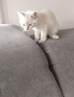 Liebes Katzenmädchen - Schwarzenfeld