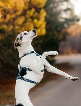 Freundliche Bimka sucht ihre Familie - Duisburg