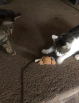 2 junge Katzen, 5 Monate alt - Schlüsselfeld