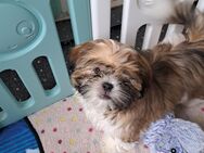 Shih tzu welpen - Bergen (Rügen)