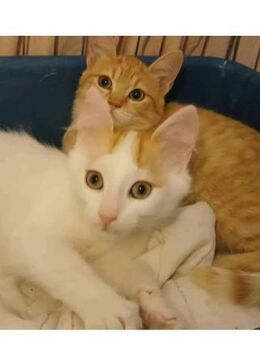 🐾Liebe Geschwister Cinnamon & Diamond🐾 - Eislingen (Fils)