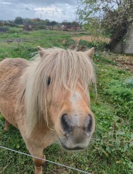 Palomino Mini Shetty Hengst - Zehdenick