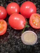 Himbeerrose - Busch oder Hängetomate in 70569