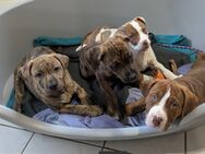 5 Boxer-Mix Welpen / Nur noch 1 Mädel zu haben - Mindelheim