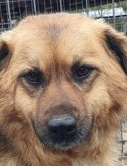 MALEWA-hübsche Hündin, 44 cm - Rösrath