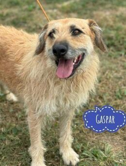 Gaspar wartet seit seiner Geburt - Flörsheim-Dalsheim