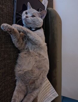 Britische Kurzhaar-Kitten - Herbolzheim