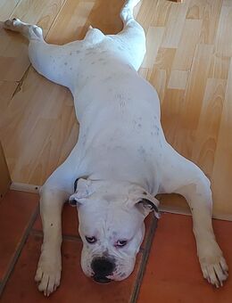 American bulldog - Borna
