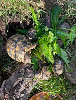 Griechische Landschildkröten aus eigener Zucht zu verkaufen - Niederkassel