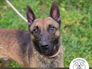Chip 248902: Sucht ein Zuhause - Kirchzell