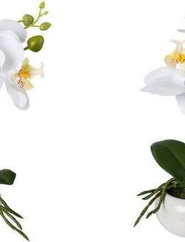 Kunstorchidee Phalaenopsis in Keramikschale Orchidee Phalaenopsis, Creativ green, Höhe 27 cm, mit Real-Touch-Blüten