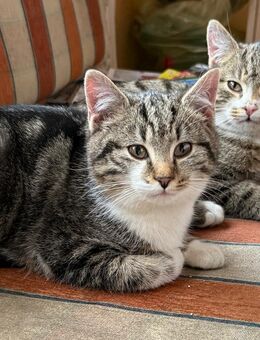 1 Baby Katze Kitten und 1 Kater in liebevolle Hände abzugeben - Tanna