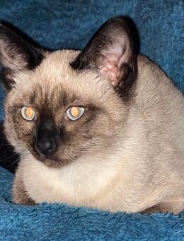 Suche Burma-Deckkater - Essen