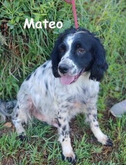 Mateo wunderschöner Spaniel 06/2020 ESP - Ruppertsecken