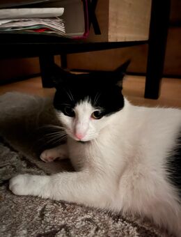 2 Katzen in guten Händen abzugeben - Cloppenburg