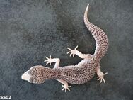 adult zuchtreif Leopardgecko Männchen Weibchen Mack Super Snow Tremper Albino Eclipse Raptor - Berlin