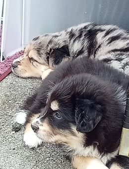 Autralien Shepard Mix Rüde - Schwerte (Hansestadt an der Ruhr)