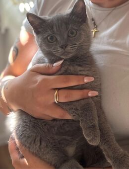 Edle Kitten, sofort zum Kuscheln bereit, jetzt verlieben - Lörrach