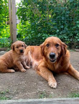 Zwei Golden Retriever Welpen - Prackenbach