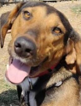 ANDRÉ-ein menschenbezogener Herzenshund! - Sulzbach-Laufen