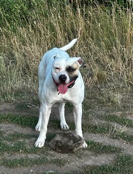 Aktiver Hund sucht, neues Zuhause! - Magdeburg