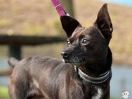 Edgar Pinscher-Mix - Untergruppenbach